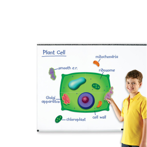 [과학쌤이오] 어린이 자연 관찰 마그네틱 식물 세포
