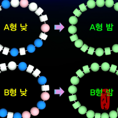 [과학쌤이오] 혈액형 DNA 구슬 팔찌 만들기 10인용