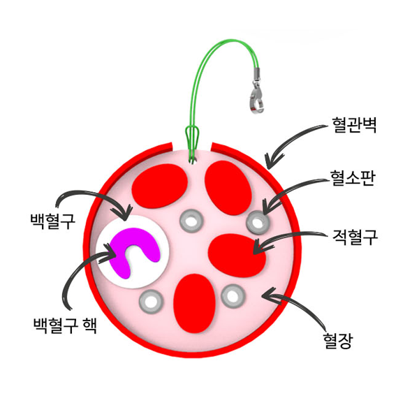 [과학쌤이오] 혈액의 구성 열쇠고리 만들기 5인 키트