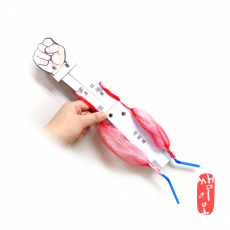 [과학쌤이오] 뼈와 근육 만들기 팔 모형 10인 키트