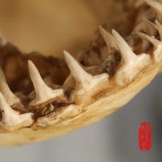 [과학쌤이오] 화석 관찰 상어 이빨 10인 키트 Shark T