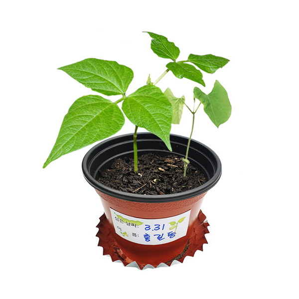 [과학쌤이오] 씨앗이 싹트는 조건 강낭콩 한살이 관찰