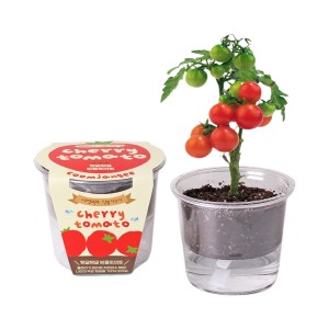 [쌤이오] 식물 기르기 토마노 식물 키우기 저면관수