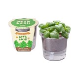 [쌤이오] 식물 기르기 저면관수 식물키우기 허브 바질