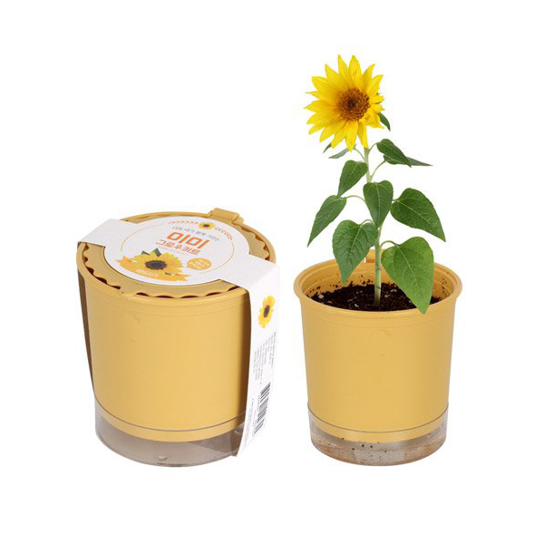 [쌤이오] 식물 기르기 물 관리가 쉬운 저면관수 화분 미미 그로우 키트 해바라기