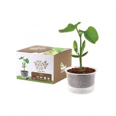 [쌤이오] 식물 기르기 저면관수 컵 가든 강낭콩 기르기 세트
