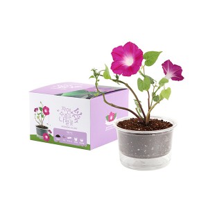 [쌤이오] 식물 기르기 저면관수 컵 가든 나팔꽃 기르기 세트