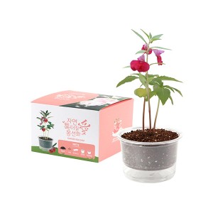 [쌤이오] 식물 기르기 저면관수 컵 가든 봉선화 기르기 세트