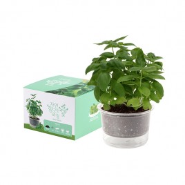 [쌤이오] 식물 기르기 저면관수 컵 가든 바질 기르기 세트