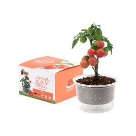 [쌤이오] 식물 기르기 자연애 마이가든 - 방울토마토 기르기 세트