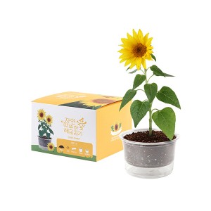 [쌤이오] 식물 기르기 저면관수 컵 가든 해바라기 기르기 세트