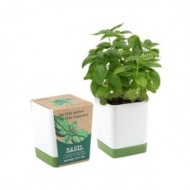 [쌤이오] 식물 기르기 봄처럼 화사한 투톤 사각 화분 허브 바질