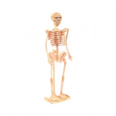 3P 사람 인체 뼈구조