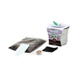 [쌤이오] 식물 기르기 그로우캔 나팔꽃