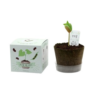 [쌤이오] 식물 기르기 팜팜농장 강낭콩