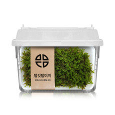털깃털이끼 관찰세트 자연과학 공기정화 음지식물(생이끼)