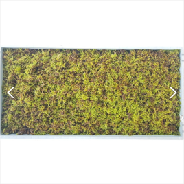 털깃털이끼 (모판단위)(엠큐팜)