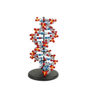Dynamic DNA Model Kit