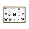 나비 표본 상자