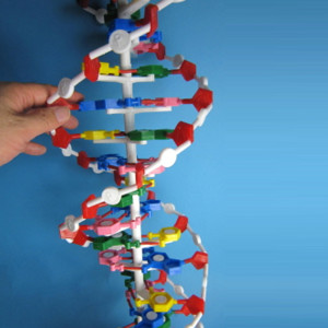 [과학쌤이오] 22층 DNA모형