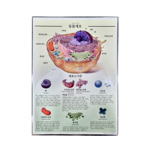 [과학쌤이오] 동물세포 식물세포 A4 양면 그림