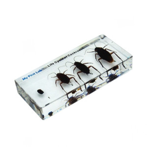 [과학쌤이오] 프리미어 바퀴벌레 한살이 성장 표본 LF-1610 / 교육 관찰용 생물 아크릴