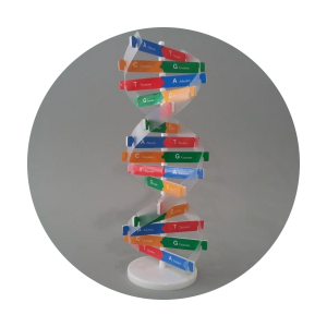 [과학쌤이오] 생명과학 실험재료 DNA 모델 제작 세트