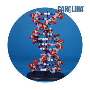 [과학쌤이오] 생명과학 실험재료 마그네틱 DNA 모델
