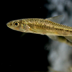 [과학쌤이오] 초등과학 생물관찰 토종 물고기 긴몰개