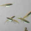 [과학쌤이오] 초등 생물관찰 토종 물고기 대륙 송사리