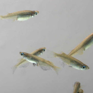 [과학쌤이오] 초등 생물관찰 토종 물고기 대륙 송사리
