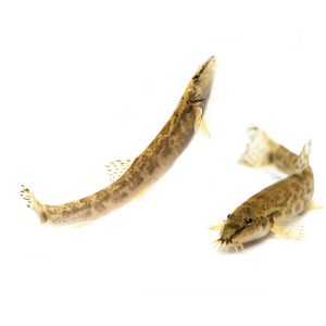 [과학쌤이오] 초등과학 생물관찰 토종 물고기 종개