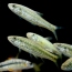 [과학쌤이오] 초등과학 생물관찰 토종 물고기 줄몰개