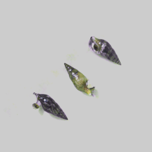 [과학쌤이오] 바닷속 생물관찰 소형 고둥 보리무륵