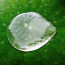 [과학쌤이오] 초등과학 식물관찰 수생식물 연꽃 잎