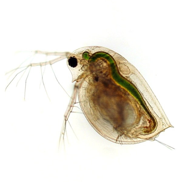 [과학쌤이오] 초등과학 곤충관찰 물벼룩