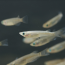 [과학쌤이오] 초등과학 생물관찰 토종물고기 송사리