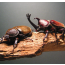 [과학쌤이오] 초등 곤충관찰 장수풍뎅이 한쌍 기르기