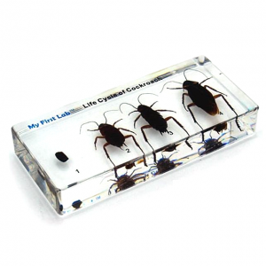 [과학쌤이오] 바퀴벌레 성장표본 (4종 표본)