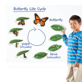 [과학쌤이오] 나비의 한살이 성장과정 9단계 모형자석