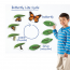 [과학쌤이오] 나비의 한살이 성장과정 9단계 모형자석