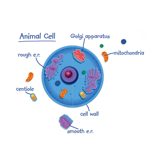[과학쌤이오] 동식물세포 자석세트 (세포의 구성요소)