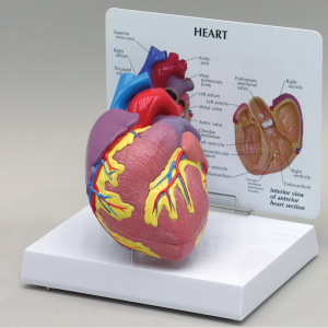 [과학쌤이오] 인간 심장 모형 Human Heart Model