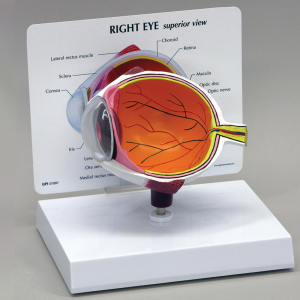 [과학쌤이오] 인간 눈 모형 Human Eye Model