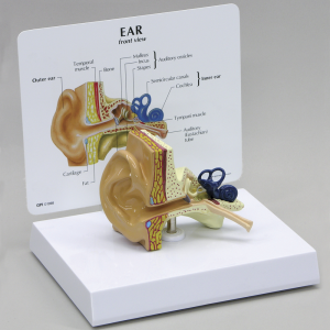 [과학쌤이오] 인간 귀 모형 Human Ear Model