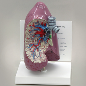 [과학쌤이오] 인간 혀 모형 Human Lung Model