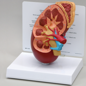 [과학쌤이오] 인간 콩팥 모형 Human Kidney Model