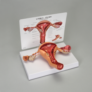 [과학쌤이오] 인간 난소(자궁) 모형 Uterus and Ovary