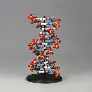 [과학쌤이오] 유전발생 실험 DNA 분자모형 모델
