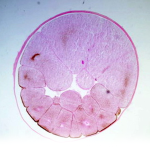 [과학쌤이오] 유전발생 실험 개구리발생 슬라이드